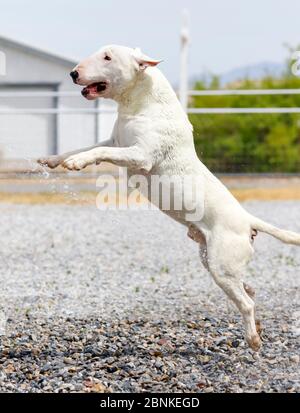 White Bull Terrier springt in den Felsen, während sie mit dem Wasser aus einem Schlauch spielen Stockfoto