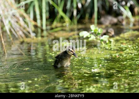 Stockente, entlein (Anas Plathyrhynchos), Frankreich Stockfoto