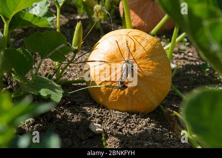 Kürbis im Garten (Curcubita maxima), Frankreich Stockfoto