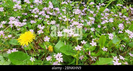 Frühlingsblumen auf einer Wiese. Hellrosa gefärbte Blüten sind sibirische Frühlingsschönheiten (Claytonia sibirica). Gelbe Löwenzahn (Taraxacum officinale). Stockfoto