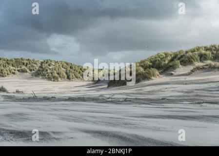 Dünenlandschaft auf der Nordseeinsel Ameland Stockfoto