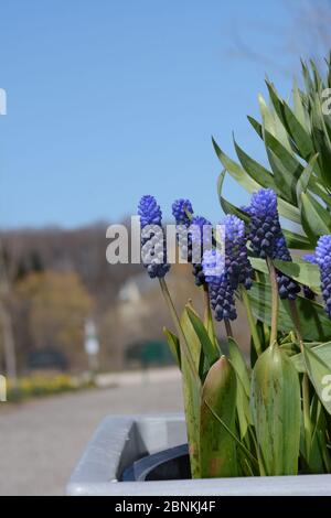 Nahaufnahme von Traubenhyazinthen an einem blauen Himmel Stockfoto