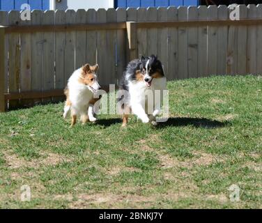 Zwei Shetland Sheepdogs (Regale) laufen in einem eingezäunten Hof. Klein und mittelgroß, dreifarbig. Stockfoto