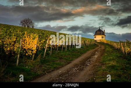 Weinbauhaus auf der Bubenhäuser Höhe im Rheingau, zwischen Rauenthal und Eltville, Teil der Hessischen Staatsweingüter Kloster Eberbach, Herbststimmung im goldenen Oktober, Stockfoto