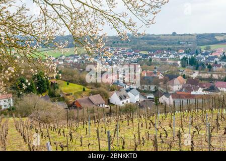 Castro Weitersheim, Weingut an der Ruine Gutenberg, Stockfoto