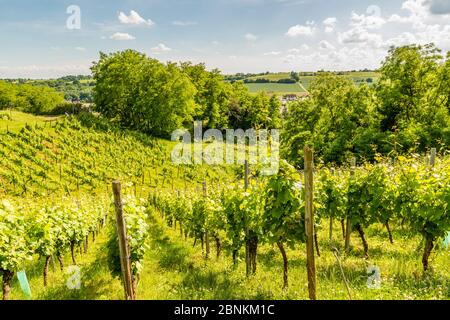 Castro Weitersheim, Burgruine Gutenburg, bei Gutenberg, Hügelburg mit Ringzwinger, Weingarten um den Burghügel, Stockfoto