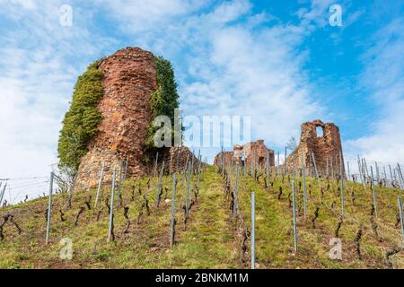 Castro Weitersheim, Burgruine Gutenburg, bei Gutenberg, Hügelburg mit Ringzwinger, Weingarten um den Burghügel, Stockfoto