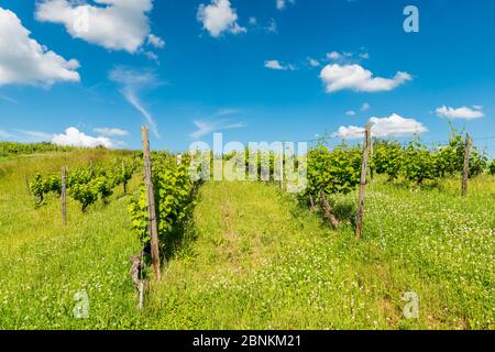 Castro Weitersheim, Burgruine Gutenburg, bei Gutenberg, Hügelburg mit Ringzwinger, Weingarten um den Burghügel, Stockfoto