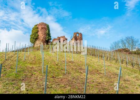 Castro Weitersheim, Burgruine Gutenburg, bei Gutenberg, Hügelburg mit Ringzwinger, Weingarten um den Burghügel, Stockfoto