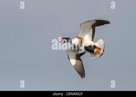 Gewöhnliche Schelente (Tadorna tadorna) im Flug, Texel, Niederlande Mai Stockfoto