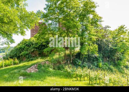 Castro Weitersheim, Burgruine Gutenburg, bei Gutenberg, Hügelburg mit Ringzwinger, Weingarten um den Burghügel, Stockfoto