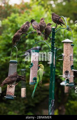 Rosenringelsittich (Psittacula krameni) mit jungen Staren (Sturnus vulgaris) auf Vogelfüttern. London, Großbritannien. Stockfoto