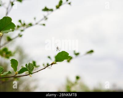 Nahaufnahme der niedlichen Spinne Platycryptus californicus auf einem Ast Stockfoto