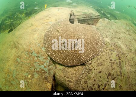 Fluss Stingray (Potamotrygon sp) Formoso Fluss, Bonito, Mato Grosso do Sul, Brasilien Stockfoto