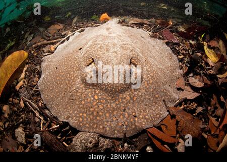 Flussstinnegray (Potamotrygon sp) Triste River, Nobres, Mato Grosso, Brasilien Stockfoto