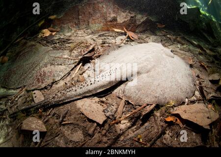 Flussstinngrau (Potamotrygon sp) mit Sand bedeckt, Triste River, Nobres, Mato Grosso, Brasilien Stockfoto