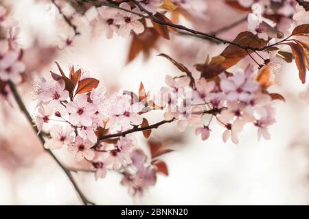 Blutpflaume in voller Blüte, Prunus cerasifera, Rotblättrige Kirschpflaume Stockfoto