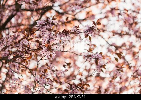 Blutpflaume in voller Blüte, Prunus cerasifera, Rotblättrige Kirschpflaume Stockfoto