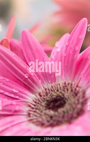 Gerbera Blume nach Regenschauern, Gerbera Hybrid, Barberton Daisy, Nahaufnahme Stockfoto