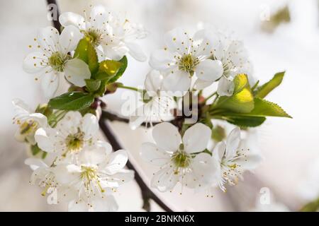 Sauerkirsche blüht an einem sonnigen Frühlingstag, Prunus cerasus, Sauerkirsche Stockfoto