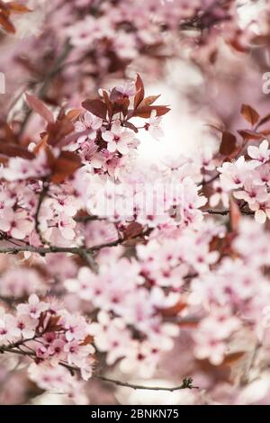 Blutpflaume in voller Blüte, Prunus cerasifera, Rotblättrige Kirschpflaume Stockfoto