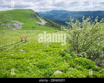 Singletrail mit Mountainbikern auf der Abfahrt vom Berg 'La banne d'ordanche', einem vulkanischen Gipfel (1 512 m) in den Monts Dore im französischen 'Département de Puy-de-Dôme'. Stockfoto