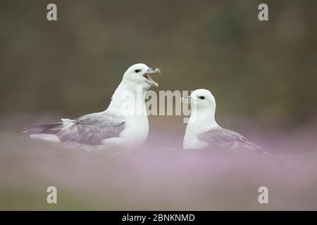 Paar von Nord-Fulmars (Fulmarus glacialis) Paar-Bindung, Fair Isle, Shetland, Großbritannien, Schottland, Juli. Stockfoto