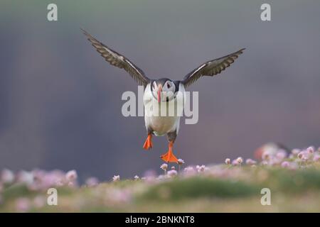 Atlantic Papageientaucher (Fratercula Arctica) kommt an Land, Fair Isle, Shetland, Schottland, Großbritannien, Juli. Stockfoto