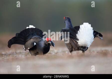 Zwei Rüden aus dem Schwarzhuhn (tetrao tetrix) kämpfen in Lek, Deeside, Cairngorms National Park, Schottland, Großbritannien, April. Stockfoto