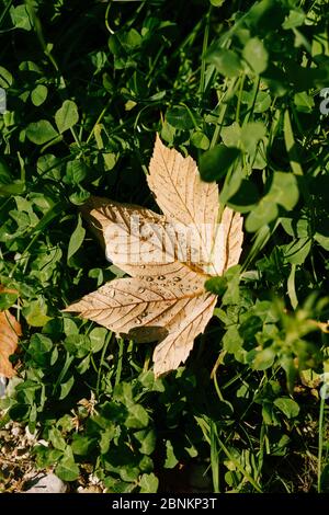 Feurig-gelbe Herbstahornblätter, in Taupen, liegen auf dem grünen Gras. Stockfoto