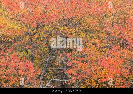 Abschnitt der Vogelkirsche (Prunus padus) im Herbst, Cairngorms National Park, Schottland, Großbritannien, Oktober 2013. Stockfoto