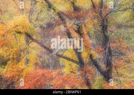 Soft Focus Buche (Fagus sylvatica) Wald im Herbst, Rogie Falls, Ross-Shire, Highlands, Schottland, Großbritannien, Oktober. Stockfoto