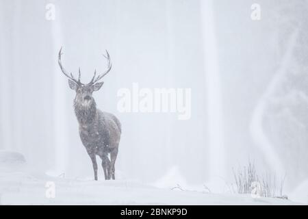 Rothirsch (Cervus elaphus) im Schneesturm, Alvie, Cairngorms National Park, Schottland, Großbritannien, Dezember. Stockfoto