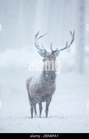 Rothirsch (Cervus elaphus) im Schneesturm, Alvie, Cairngorms National Park, Schottland, Großbritannien, Dezember. Stockfoto