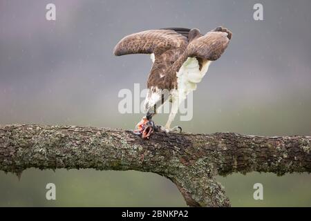 Fischadler (Pandion haliaetus) Fütterung von Fischen, thront auf Ast, Glenfeshie, Cairngorms National Park, Schottland, Großbritannien, Juni. Stockfoto