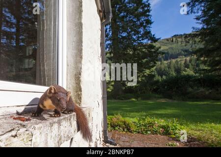 Mardermartes (Martes Martes) Fütterung auf Fensterbank von Haus, Ardnamurchan, Lochaber, Highland, Schottland, Großbritannien, Juni. Stockfoto