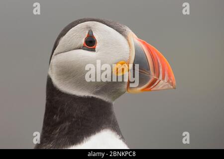 Atlantic Papageientaucher (Fratercula Arctica) Portrait des Kopfes, Fair Isle, Shetland, Schottland, Großbritannien, Juli. Stockfoto