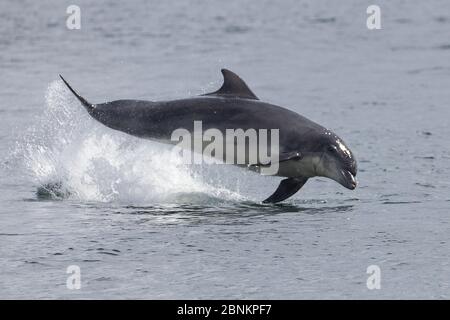 Tümmler (Tursiops truncatus), die sich durchbrechen, Moray Firth, Inverness, Schottland, Großbritannien, Juli. Stockfoto