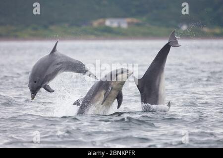 Drei große Delfine (Tursiops truncatus), Moray Firth, Schottland, Großbritannien, Juli. Stockfoto