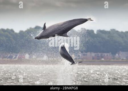 Zwei große Delfine (Tursiops truncatus), die sich durchbrechen, Moray Firth, Schottland, Großbritannien, Juli 2014. Stockfoto
