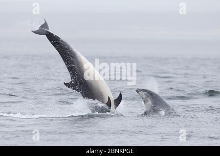 Zwei große Delfine (Tursiops truncatus), die sich durchbrechen, Moray Firth, Inverness, Schottland, Großbritannien, Juli. Stockfoto