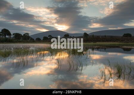 Wald lochan bei Sonnenaufgang, Abernethy National Nature Reserve, Cairngorms National Park, Schottland, September 2014. Stockfoto