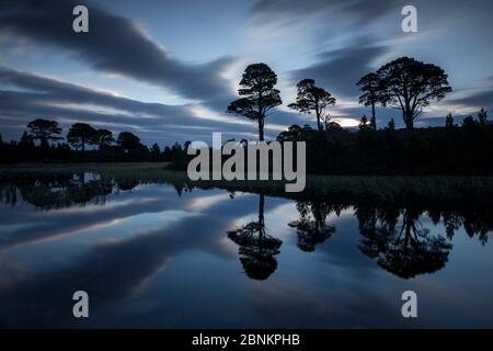 Schottenkiefern (Pinus sylvestris), die sich in der Morgendämmerung in lochan spiegeln, Abernethy National Nature Reserve, Cairngorms National Park, Schottland, Großbritannien, September Stockfoto