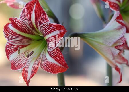 knguru farn pflege Knguru-Farn Microsorum Diversifolium Zimmerpflanze 17cm 45cm