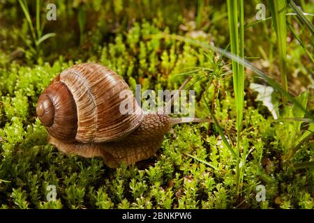 Helix pomatia ist auch eine römische oder Traubenschnecke in der Natur in grünem Moos. Stockfoto