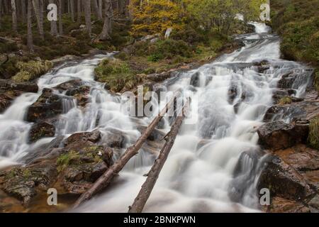 Wasserfall im Herbst, Glenfeshie, Cairngorms National Park, Schottland, Großbritannien, Oktober 2014. Stockfoto