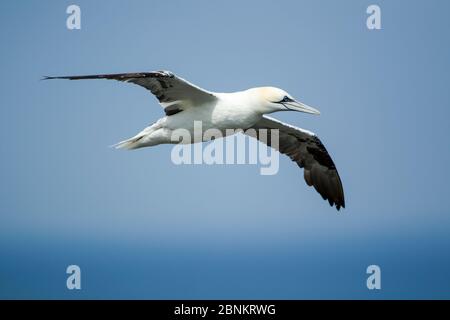 Nördliche Gannette, Morus bassanus, mit Flügeln, die im Flug gegen den blauen Himmel im Naturschutzgebiet Bempton Cliffs RSPB geöffnet sind Stockfoto