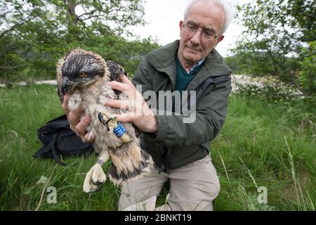 Vogelringer Roy Dennis hält Osprey (Pandion haliaetus), der noch am ehelich ist, nachdem er ihn unter Lizenz beringt hat, Glenfeshie, Cairngorms National Park, Scotla Stockfoto