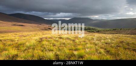 Stürmische Licht über Heideland, Glenfeshie, Cairngorms National Park, Schottland, UK, September 2015. Stockfoto