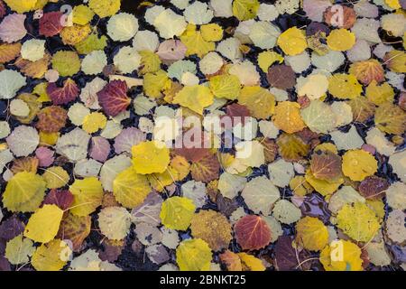 Aspen (Populus tremula) Blätter schwimmend auf River Cannich, Highlands, Schottland, Großbritannien, Oktober 2015. Stockfoto